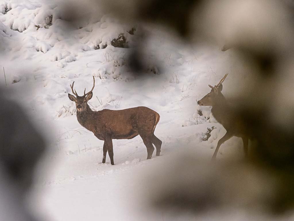 Cerfs dans les alpages du Vercors