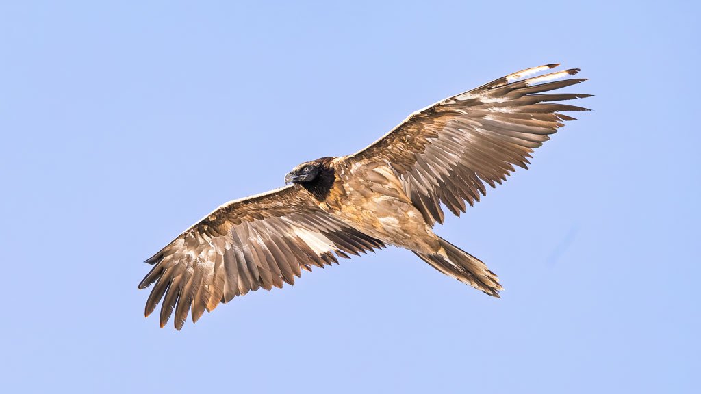 Gypaète barbu en vol, ailes déployées au-dessus des reliefs