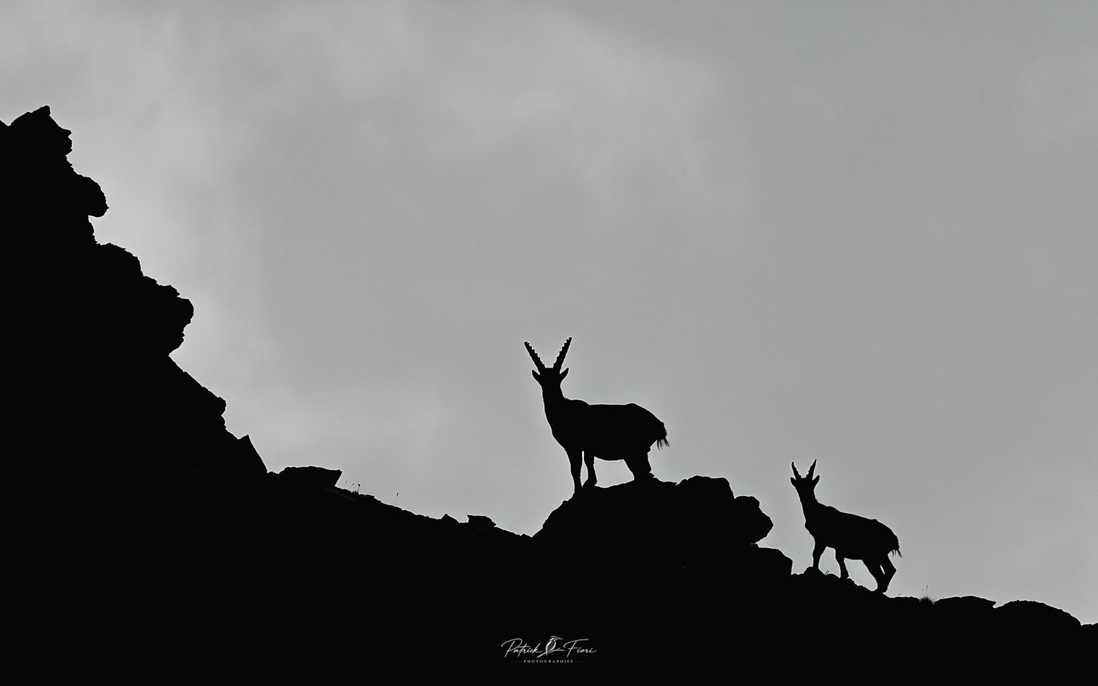 Deux bouquetins en silhouette sur une crête, en noir et blanc